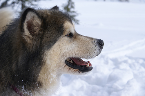 Alaskan malamute e bambino