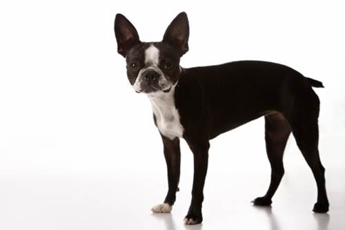 Boston terrier standard allevamenti