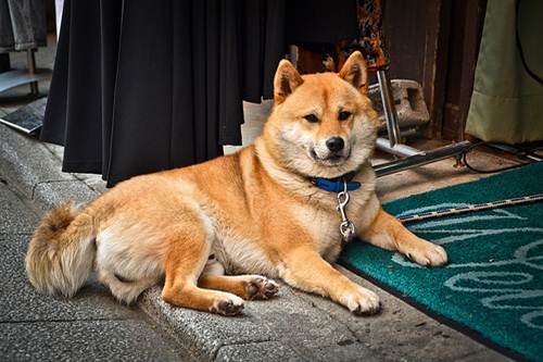 Cane Shiba Inu parla video