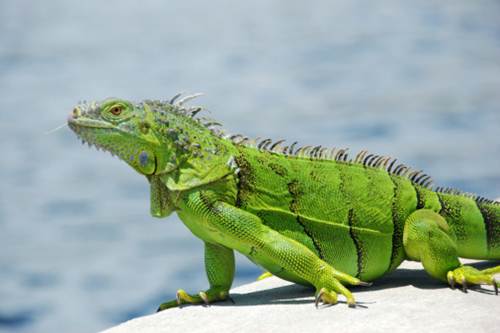 Iguana verde alimentazione 