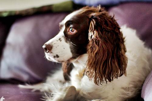 Spriger Spaniel servizi casa Video