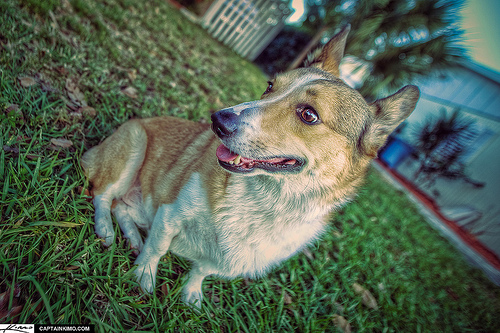 Welsh Corgi della regina