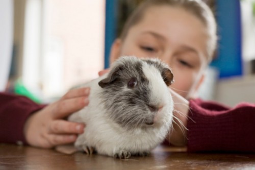 rispetto animali scuola