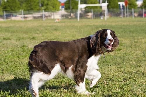 Cane Springer Spaniel carattere standard