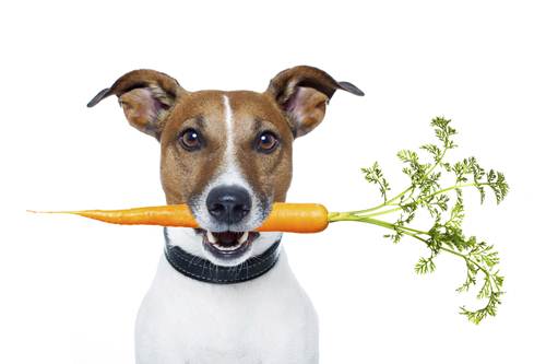 Cibo cani gatti consigli nutrizionista supermercato