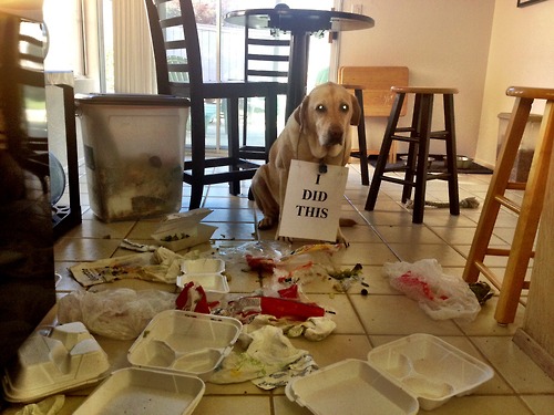 dog shaming