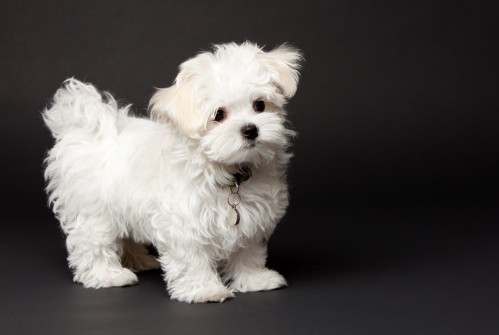 cane maltese