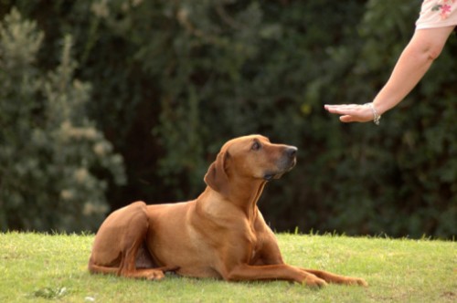 comprendere gestire cane corso enpa