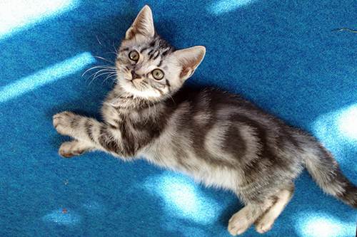 Gatto American Shorthair allevamento prezzo