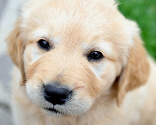 golden retriever cuccioli