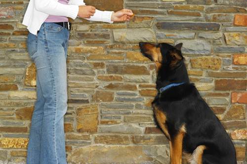 Addestramento cane obedience