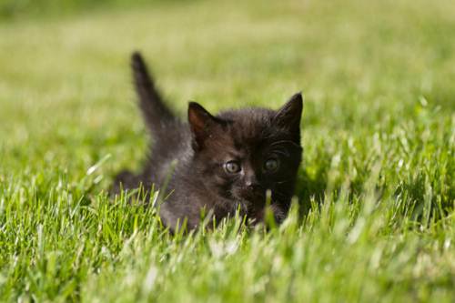 Gatto nero torna case italiani