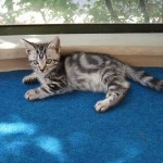 American Shorthair storia foto gatto pelo corto