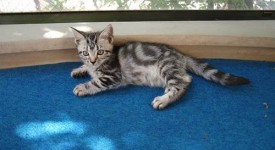 American Shorthair storia foto gatto pelo corto