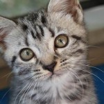 American Shorthair storia foto gatto pelo corto
