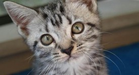 American Shorthair storia foto gatto pelo corto