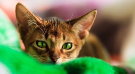 gatto abissino allevamenti in italia