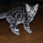 American Shorthair storia foto gatto pelo corto