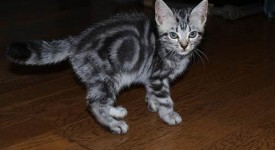 American Shorthair storia foto gatto pelo corto