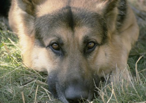 cane artrite acqua