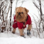 cappottini per cani