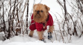 cappottini per cani