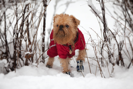 cappottini per cani 