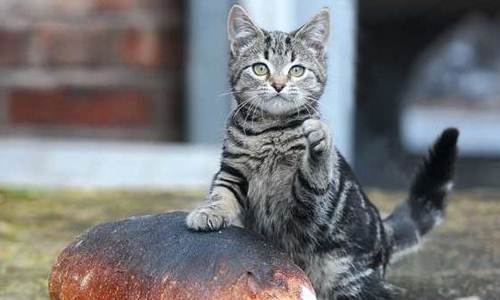 Gatto randagio rifugio cesta pane caldo