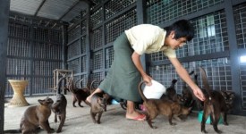 gatto birmano burmese allevamento birmania