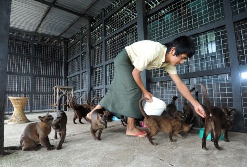 gatto birmano burmese allevamento birmania