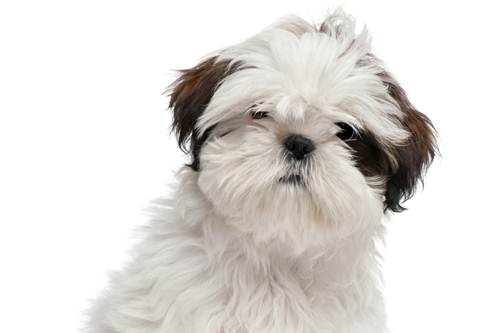 Shih Tzu pericolo salvato canoista