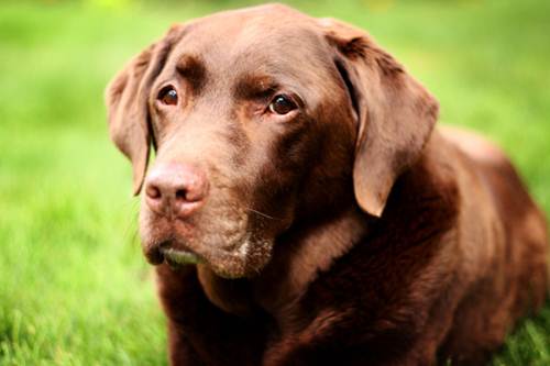 Artrosi cane sintomi cause cure