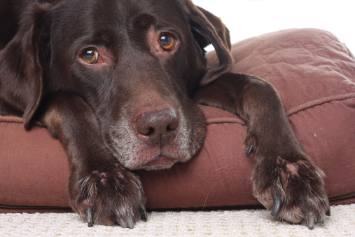 Dolori articolari del cane