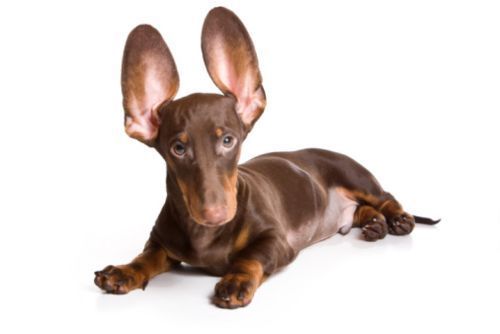 Taglio coda e orecchie nei cani