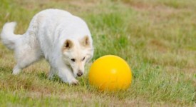 treibball dogs gioco sport cane