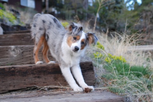 cani obesi rimedi pilates cardio fitness