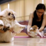 cani obesi rimedi pilates cardio fitness