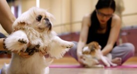 cani obesi rimedi pilates cardio fitness