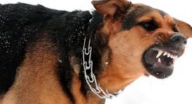 perché cane ringhia