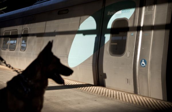 cane taglia grande treno italo