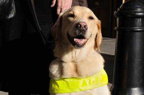 Tassa cani guida per non vedenti bufala