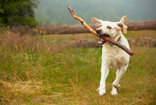 cane ferma il traffico