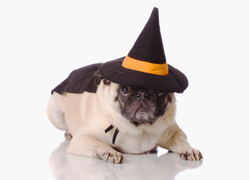 cani gatti halloween