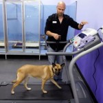 cani obesi rimedi pilates cardio fitness