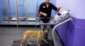 cani obesi rimedi pilates cardio fitness