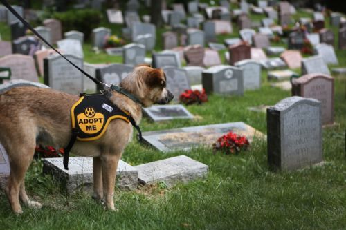 Cimitero per animali di NY Hartsdale pet cemetery