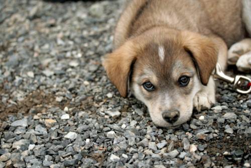 Cani gatti smarriti comune Milano apre blog