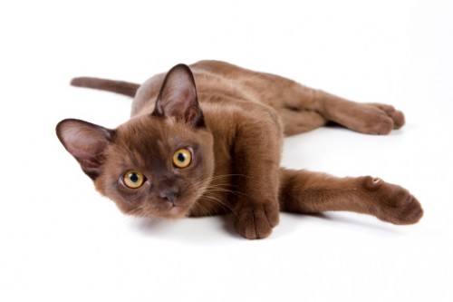 gatto birmano burmese pelo corto