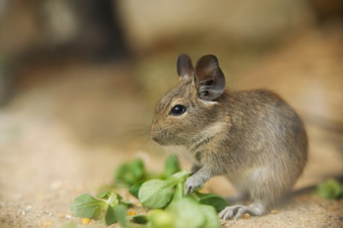 Degu del cile alimentazione