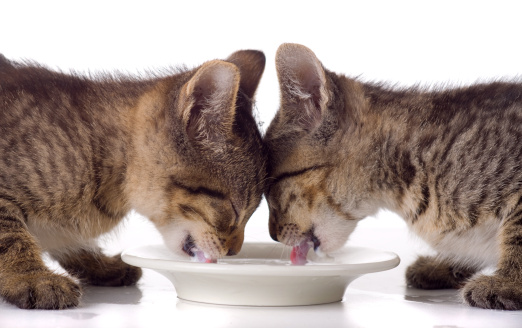 alimentazione gatti proteine